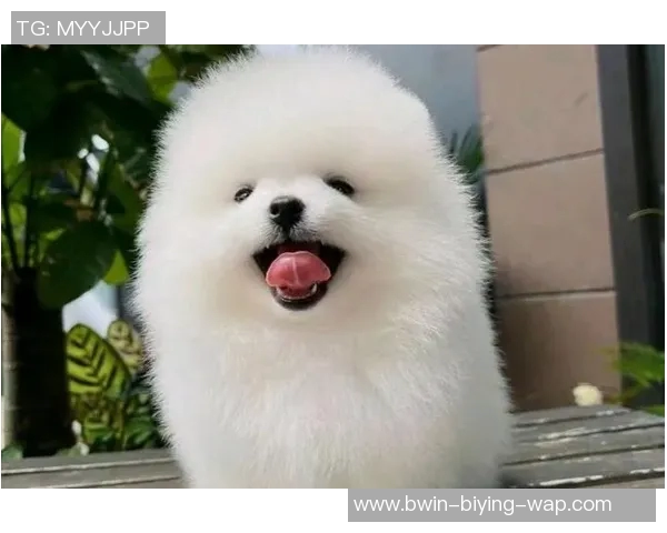 足球明星们宠爱的狗狗名字大揭秘这些萌宠成了球场之外的焦点